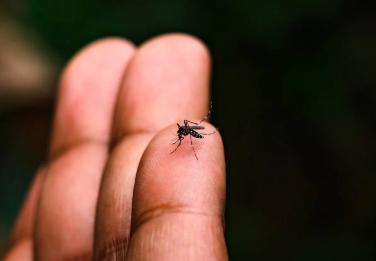 Los Orígenes del Dengue: Un Viaje a Través de la Historia de la Enfermedad.